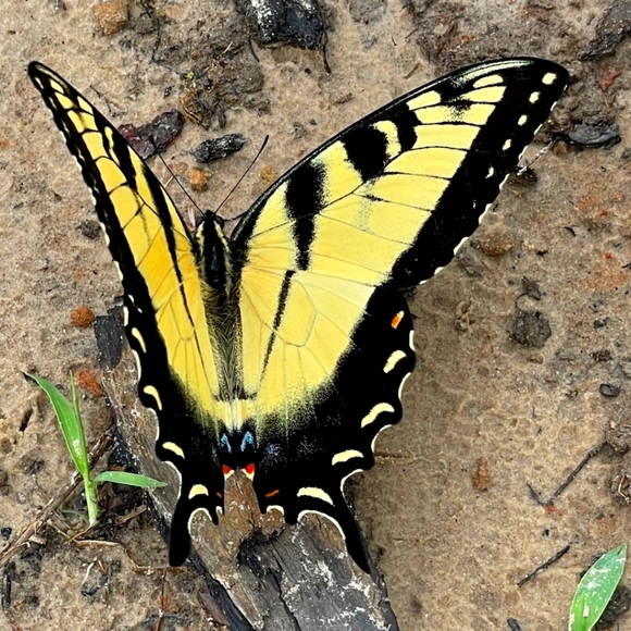 Vintage Y2K Rhinestone Embellished Keyhole Black Halter Tie Neck - Picture 14 of 14